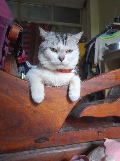 สก็อตติช โฟลด์ (Scottish Fold) พ่อพันสก๊ตติชอายุ1ก่าวสนใจทักได้หล่อเรียบร้อยแสนรู้มาก