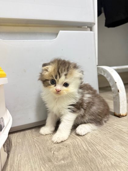 สก็อตติช โฟลด์ (Scottish Fold) แมว สก็อตติชแท้