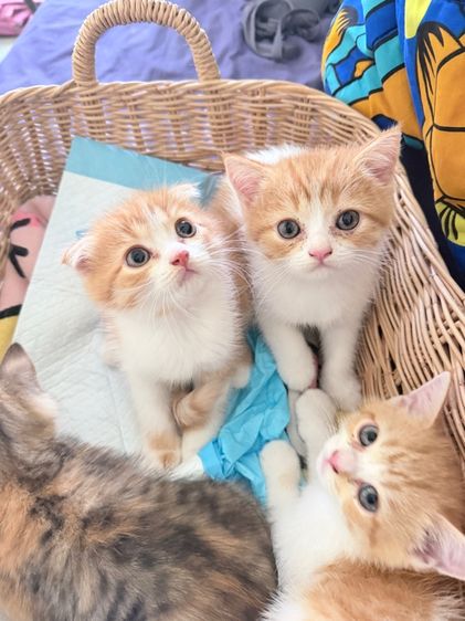 สก็อตติช โฟลด์ (Scottish Fold) ลูกแมวสก๊อตติช 2เดือน