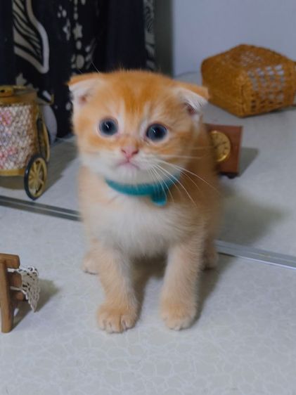 น้องแมวหลายตัว ทั้งขาสั้น ขาปกติ หลายสี  น่ารักมากๆ รูปที่ 4