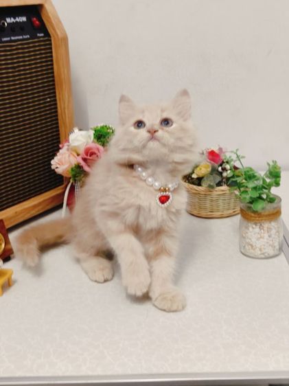 น้องแมวหลายตัว ทั้งขาสั้น ขาปกติ หลายสี  น่ารักมากๆ รูปที่ 7