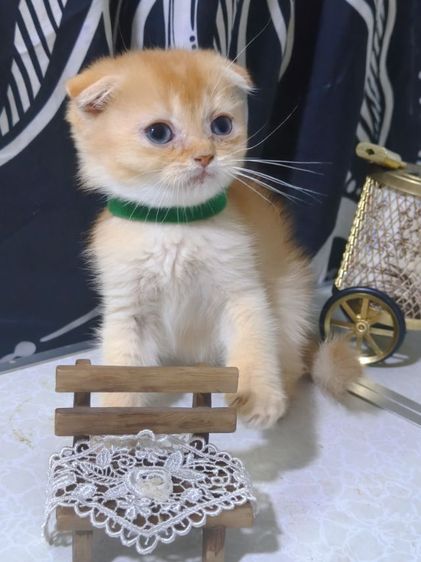 น้องแมวหลายตัว ทั้งขาสั้น ขาปกติ หลายสี  น่ารักมากๆ รูปที่ 3