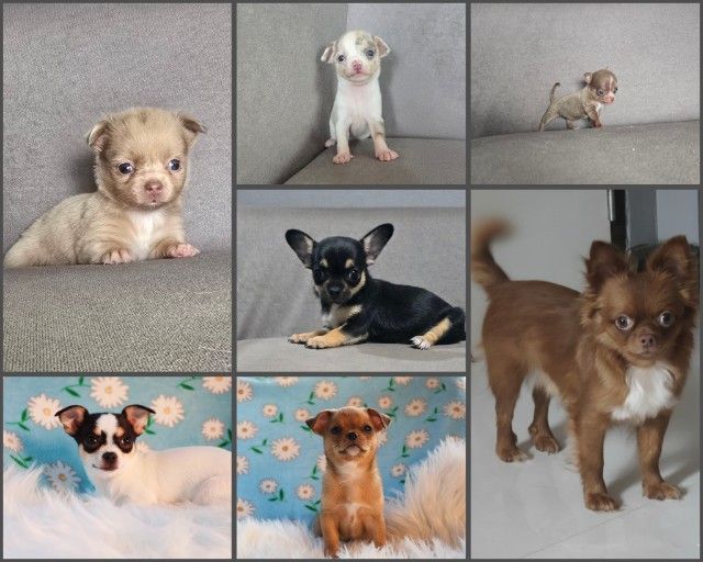 ชิวาวา (Chihuahua) เล็ก ชิวาว่าขนสั้น-ขนยาว