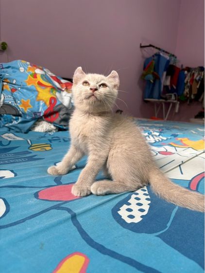 ลูกครึ่งบริติช  รูปที่ 3