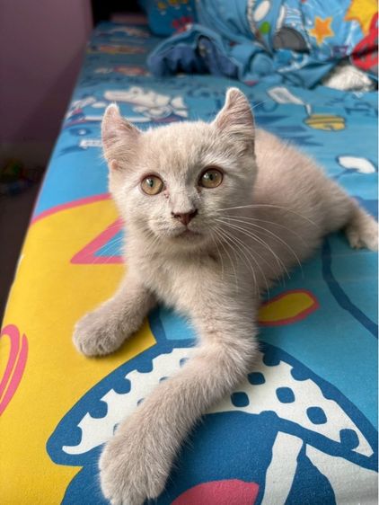 บริติช ชอร์ตแฮร์ (British Shorthair) บริติชมัชกิ้น