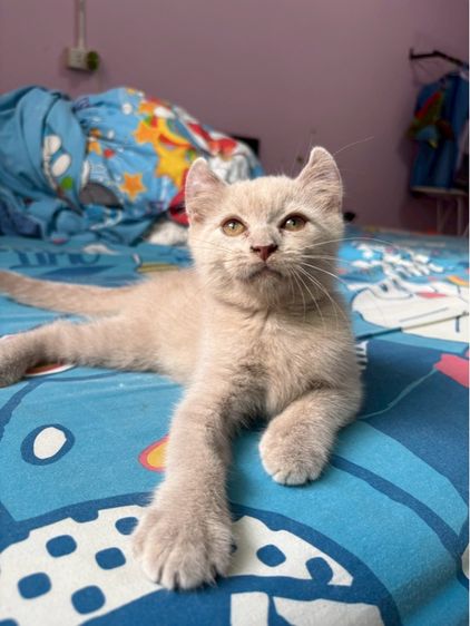 ลูกครึ่งบริติช  รูปที่ 2