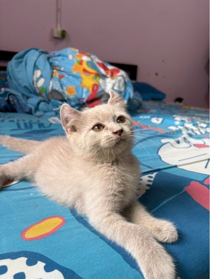 ลูกครึ่งบริติช  รูปที่ 4
