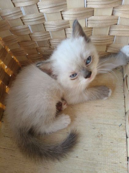 สก็อตติช โฟลด์ (Scottish Fold) สก็อตติชผสมอเมิกัน เพศหญิง