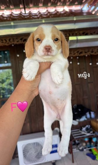 บีเกิล (Beagle) เล็ก บีเกิ้ล