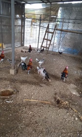 ไก่หัวเราะ รูปที่ 2