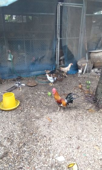 ไก่หัวเราะ รูปที่ 9
