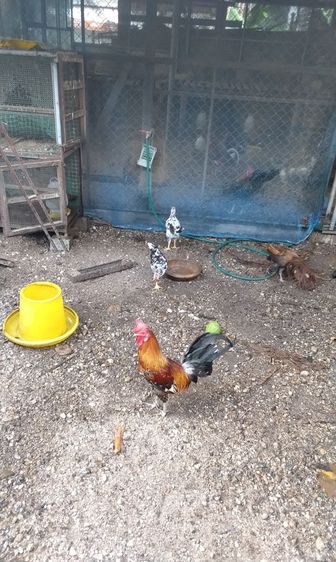 ไก่หัวเราะ รูปที่ 8