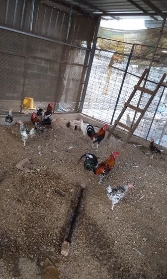 ไก่หัวเราะ