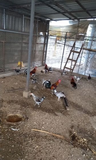 ไก่หัวเราะ รูปที่ 7