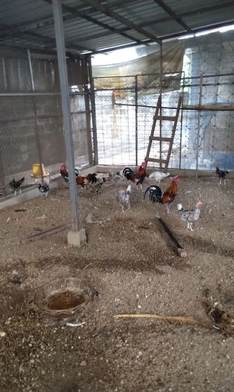 ไก่หัวเราะ รูปที่ 4