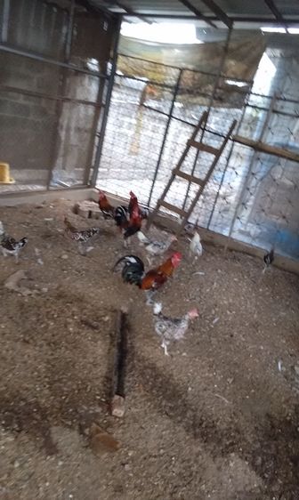 ไก่หัวเราะ รูปที่ 3
