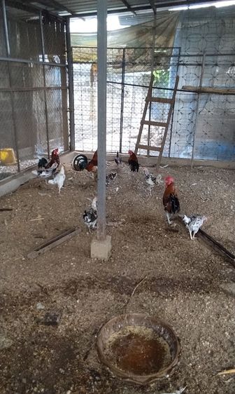ไก่หัวเราะ รูปที่ 6