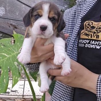 บีเกิล (Beagle) เล็ก ลูกบีเกิ้ล ผู้