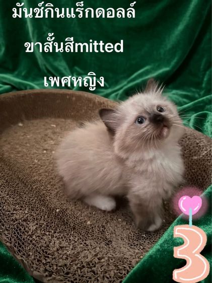 มันช์กิ้น (Munchkin) ลูกแมวมันช์กินแร็กดอลล์
