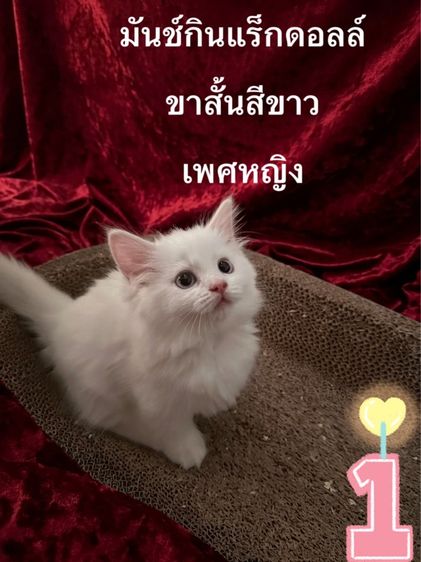 มันช์กิ้น (Munchkin) ลูกแมวมันช์กินแร็กดอลล์