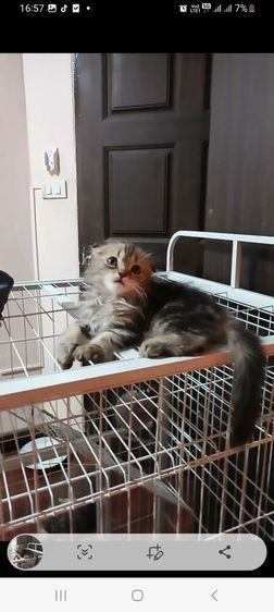 เเมวก๊อตติชโฟ