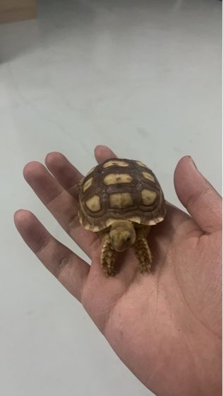 เต่าซูคาต้า