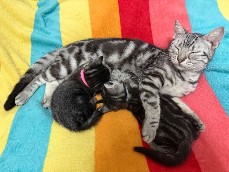 แมวอเมริกันชอตแฮร์ รูปที่ 4