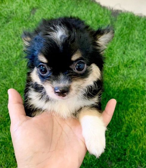 ชิวาวา (Chihuahua) เล็ก ชิวาว่า