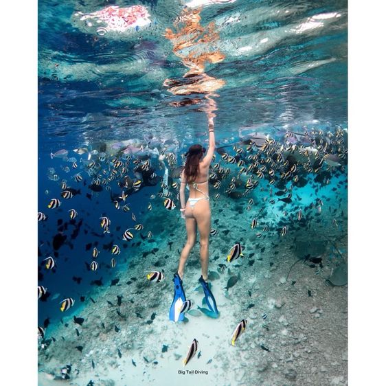 SSI Basic Freediver รูปที่ 11