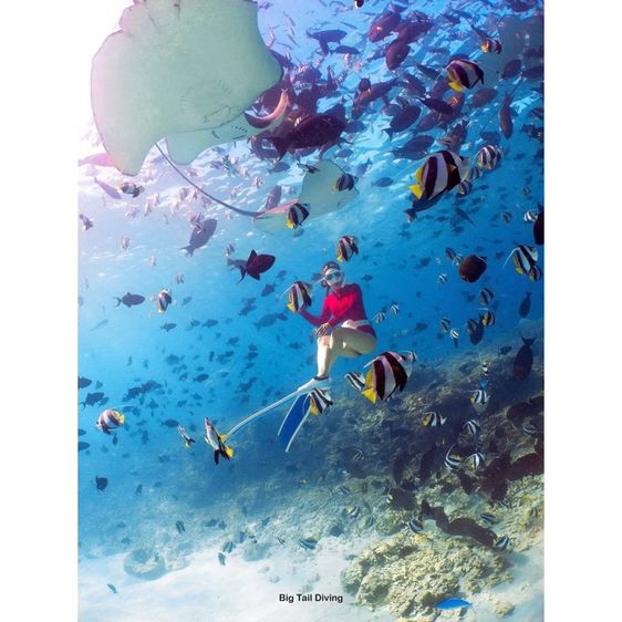 SSI Basic Freediver รูปที่ 10