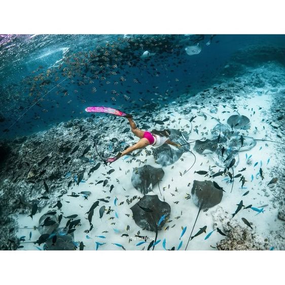 SSI Pool Freediver รูปที่ 5