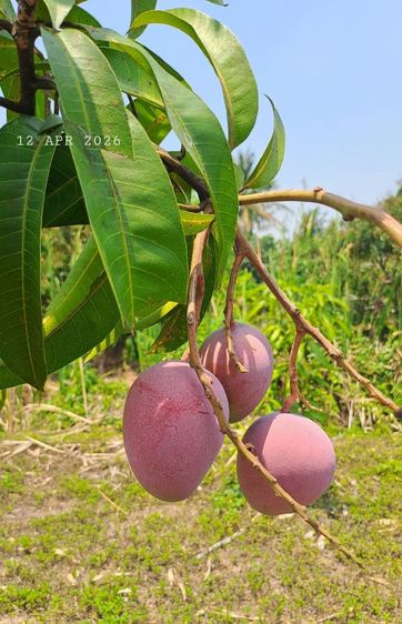 ไม่ใช่ ร้อนเงินขายด่วนขายถูกเจ้าของขายเอง สวนลำไยพร้อมบ่อปลา วิวภูเขา ห่างถนนสี่เลนส์เพียง 900 เมตร รูปที่ 4