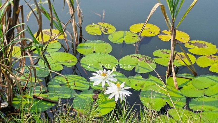 ไม่ใช่ ร้อนเงินขายด่วนขายถูกเจ้าของขายเอง สวนลำไยพร้อมบ่อปลา วิวภูเขา ห่างถนนสี่เลนส์เพียง 900 เมตร รูปที่ 3