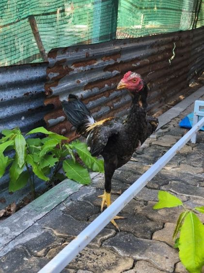 ไก่หนุ่ม5เดือน