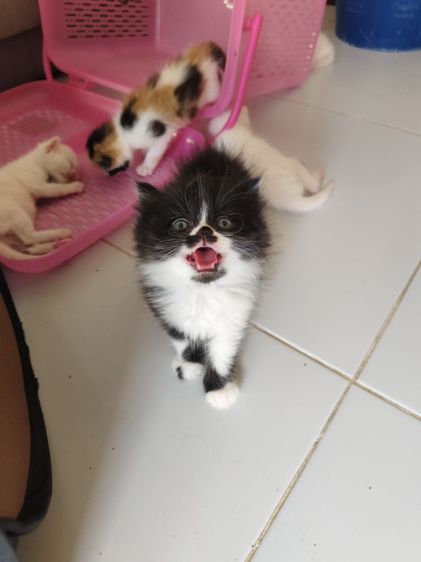 สก็อตติช โฟลด์ (Scottish Fold) แมวสก็อตติส