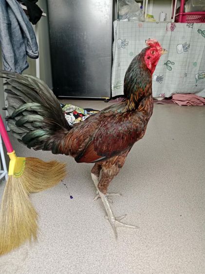 ไก่ชน มีคลิป