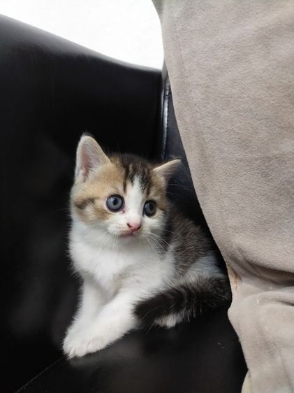 แมว scottish fold รูปที่ 13