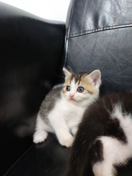 แมว scottish fold รูปที่ 3
