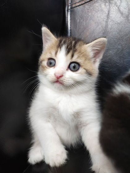 สก็อตติช โฟลด์ (Scottish Fold) แมว scottish fold