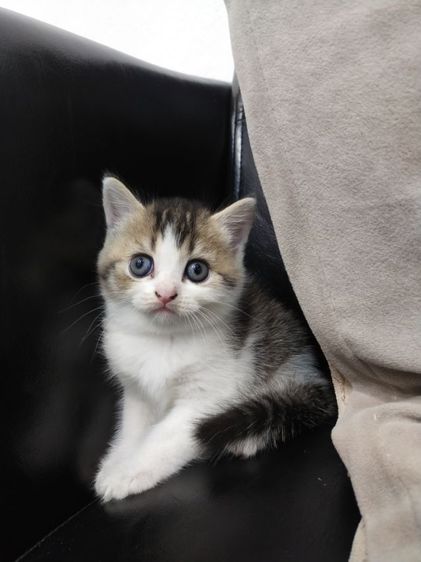 แมว scottish fold รูปที่ 7