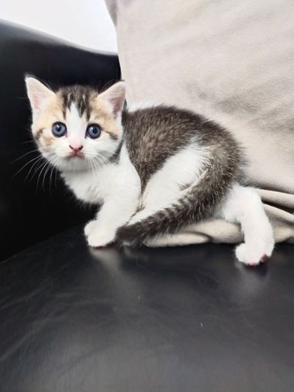 แมว scottish fold รูปที่ 10