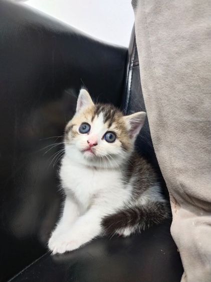 แมว scottish fold รูปที่ 4