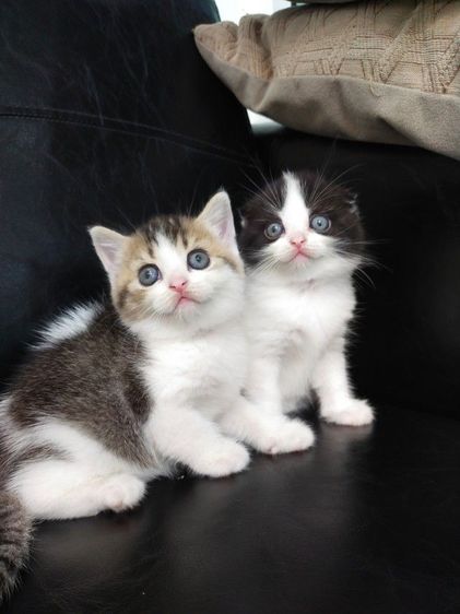 แมว scottish fold รูปที่ 17
