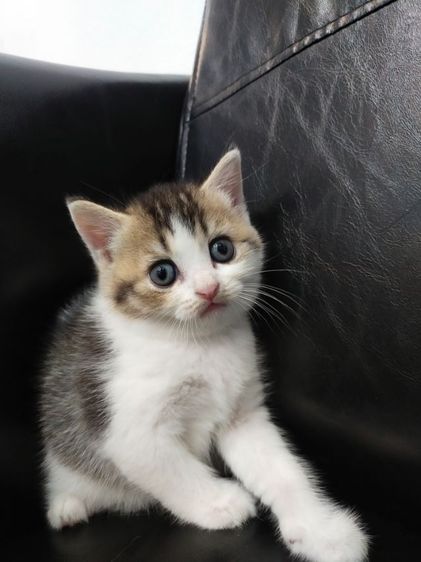 แมว scottish fold รูปที่ 14
