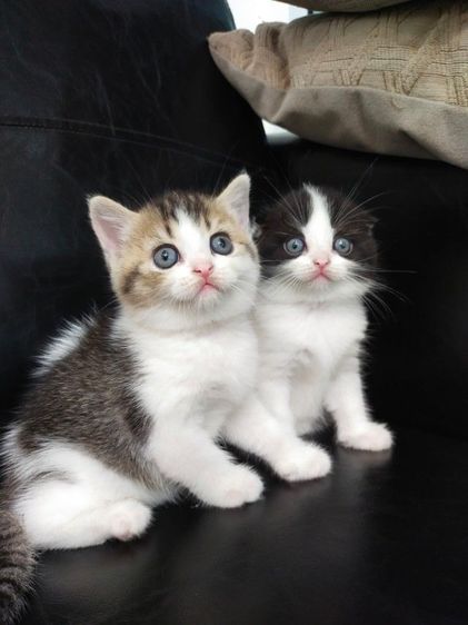 แมว scottish fold รูปที่ 11