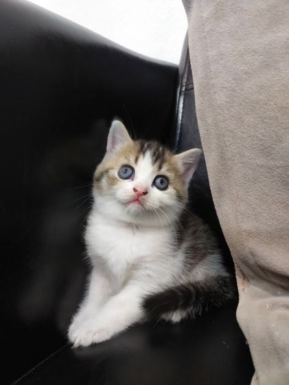 แมว scottish fold รูปที่ 6