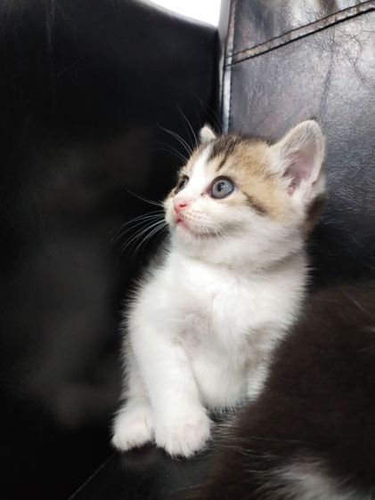 แมว scottish fold รูปที่ 5