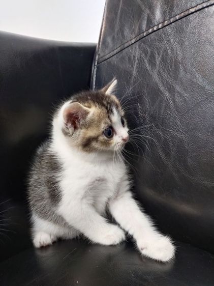 แมว scottish fold รูปที่ 12