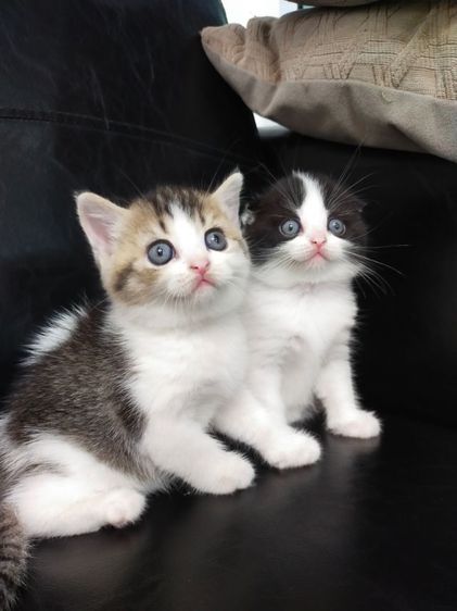 แมว scottish fold รูปที่ 18