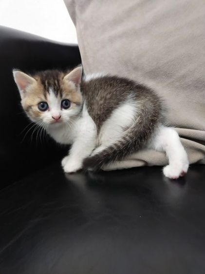 แมว scottish fold รูปที่ 9